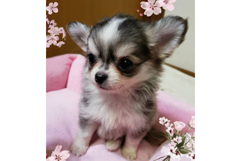 成約済の愛知県のチワワ(ロングコート)-127218の1枚目