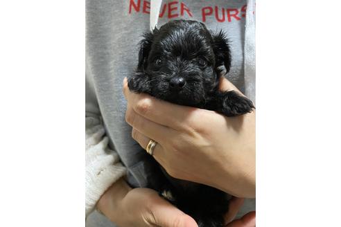 成約済の静岡県のチワプー:チワワ×トイプードル-124674