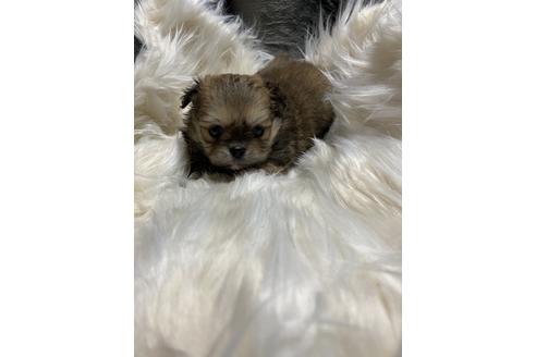 成約済の静岡県のポメチワ:ポメラニアン×チワワ-124678の4枚目