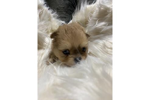 成約済の静岡県のポメチワ:ポメラニアン×チワワ-124679の5枚目