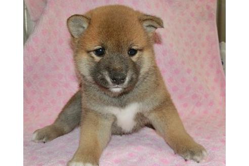 成約済の長崎県の柴犬-127232