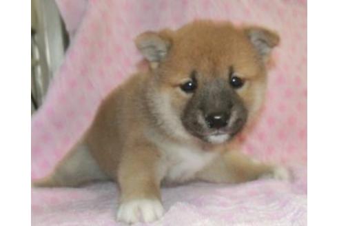 成約済の長崎県の柴犬-127233