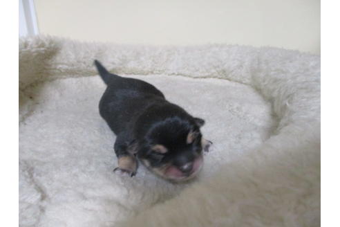 成約済の岡山県の豆柴-127241の11枚目