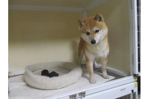 成約済の岡山県の豆柴-127241の10枚目