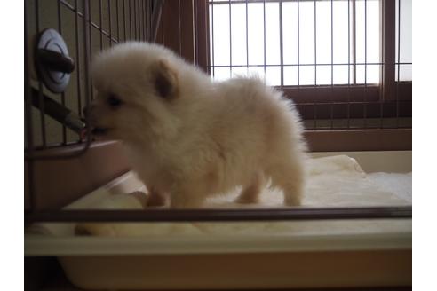 成約済の岡山県のポメラニアン-127258の3枚目