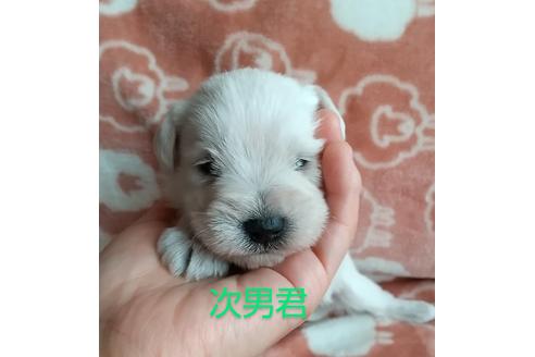成約済の北海道のミニチュアシュナウザー-126311の1枚目