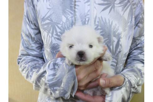 成約済の愛知県のポメラニアン-126412の6枚目