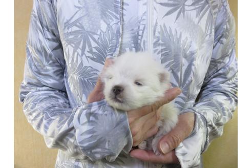 成約済の愛知県のポメラニアン-126412の5枚目