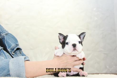 成約済の東京都のボストンテリア-127285の1枚目