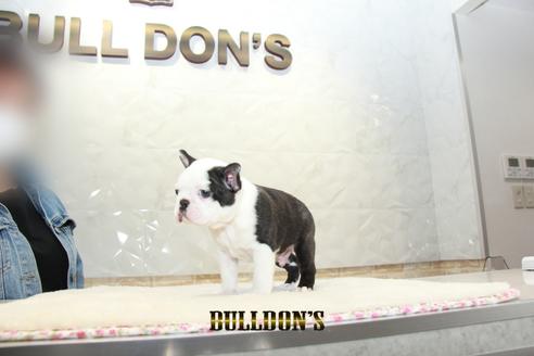 成約済の東京都のボストンテリア-127285の7枚目