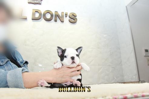 成約済の東京都のボストンテリア-127285の6枚目