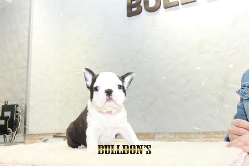 成約済の東京都のボストンテリア-127285の5枚目