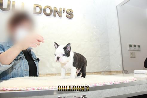 成約済の東京都のボストンテリア-127285の4枚目