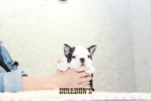 成約済の東京都のボストンテリア-127285の3枚目