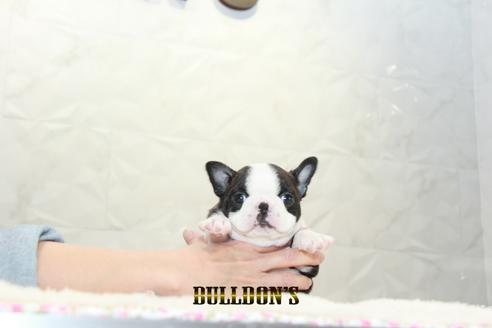 成約済の東京都のボストンテリア-127286の1枚目