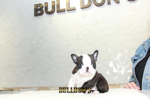 成約済の東京都のボストンテリア-127286の7枚目