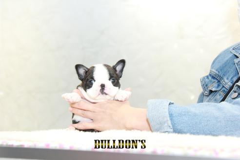 成約済の東京都のボストンテリア-127286の6枚目