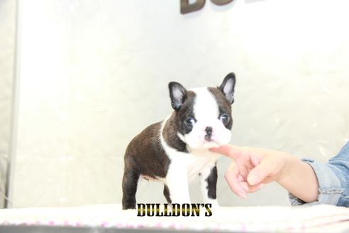 成約済の東京都のボストンテリア-127286の5枚目