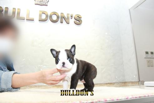 成約済の東京都のボストンテリア-127286の4枚目