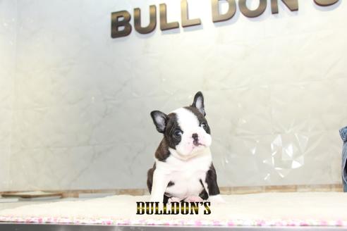 成約済の東京都のボストンテリア-127286の3枚目