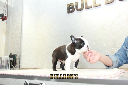 成約済の東京都のボストンテリア-127286の2枚目