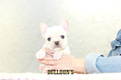 成約済の東京都のフレンチブルドッグ-127289の1枚目