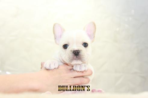 成約済の東京都のフレンチブルドッグ-127289の6枚目