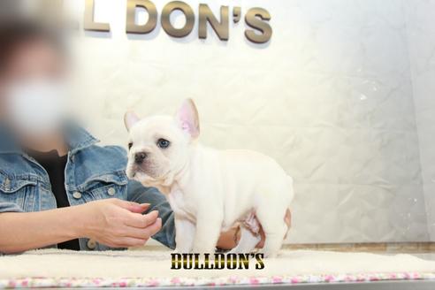 成約済の東京都のフレンチブルドッグ-127289の5枚目