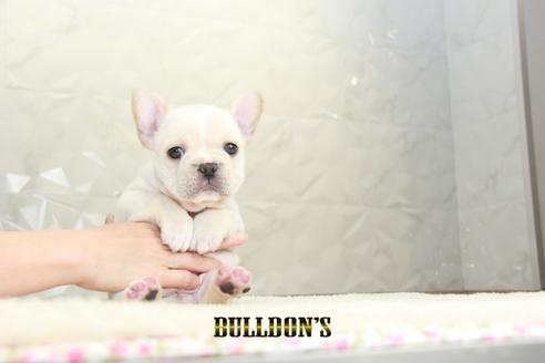 成約済の東京都のフレンチブルドッグ-127289の3枚目