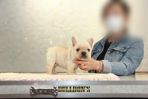 成約済の東京都のフレンチブルドッグ-127291の1枚目