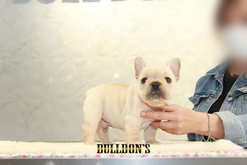 成約済の東京都のフレンチブルドッグ-127291の7枚目