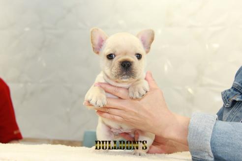 成約済の東京都のフレンチブルドッグ-127291の6枚目