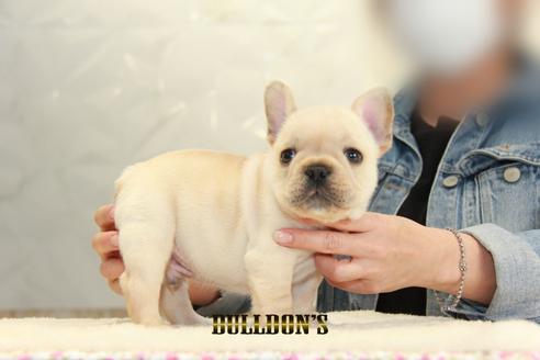 成約済の東京都のフレンチブルドッグ-127291の5枚目