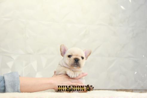 成約済の東京都のフレンチブルドッグ-127291の3枚目