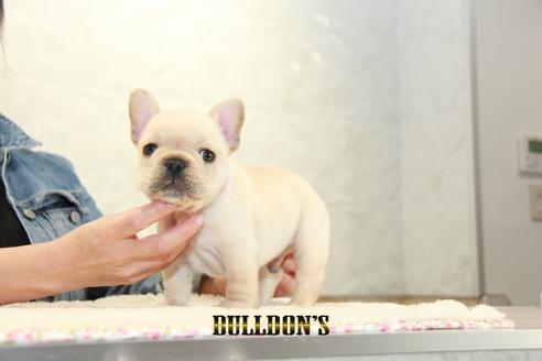 成約済の東京都のフレンチブルドッグ-127291の2枚目