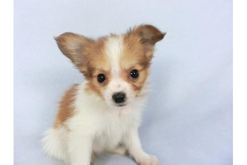 成約済の千葉県のパピヨン-124272の1枚目