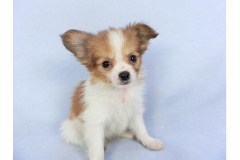 成約済の千葉県のパピヨン-124272の4枚目