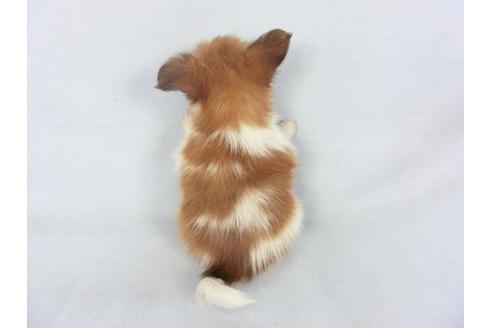 成約済の千葉県のパピヨン-124272の2枚目