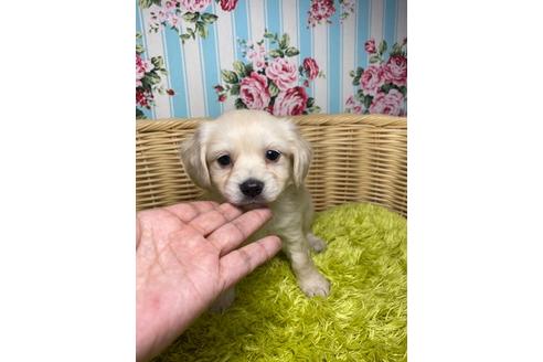 成約済の秋田県のチワックス:チワワ×ミニチュアダックスフンド-127310の1枚目