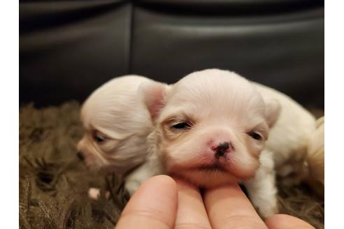 成約済の福岡県のチワマル:チワワ×マルチーズ-125935の2枚目