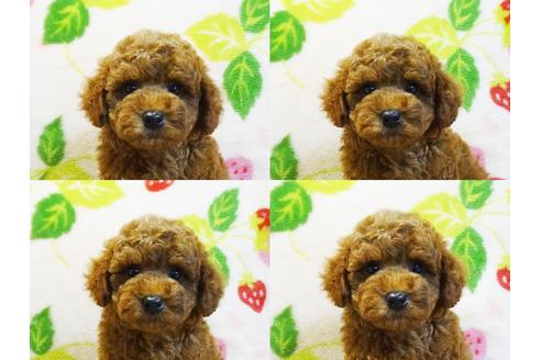 成約済の千葉県のタイニープードル-126985の5枚目