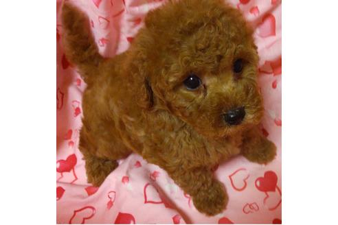 成約済の静岡県のタイニープードル-127185の1枚目