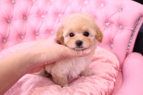 成約済の茨城県のティーカッププードル-127360の13枚目