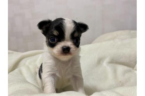 成約済の埼玉県のチワワ(ロングコート)-127363の7枚目