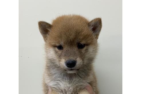 成約済の北海道の柴犬-127401の1枚目