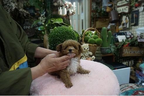 成約済の京都府のタイニープードル-123541の2枚目