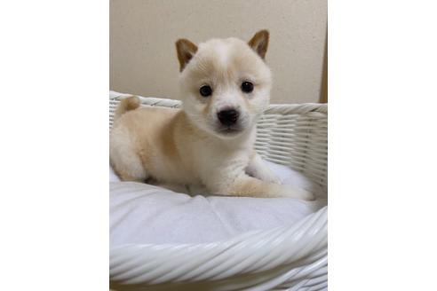 成約済の兵庫県の豆柴-127409の1枚目