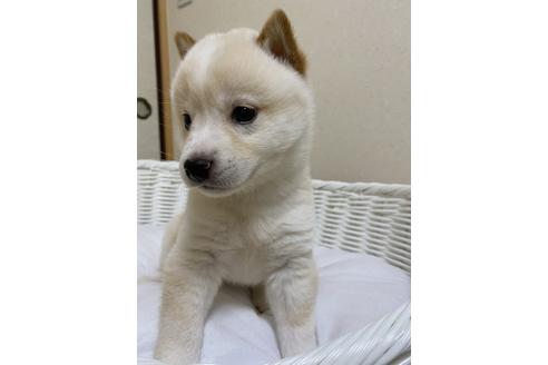 成約済の兵庫県の豆柴-127409の4枚目