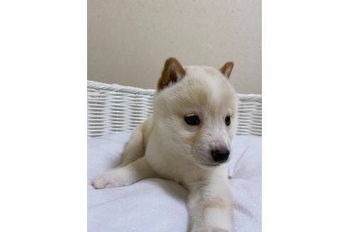 成約済の兵庫県の豆柴-127409の2枚目