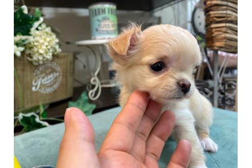 成約済の東京都のチワワ(ロングコート)-126772の11枚目